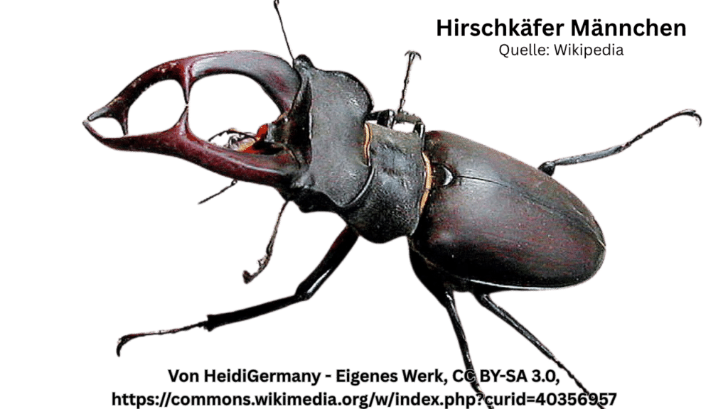 Hirschkäfer Männchen
