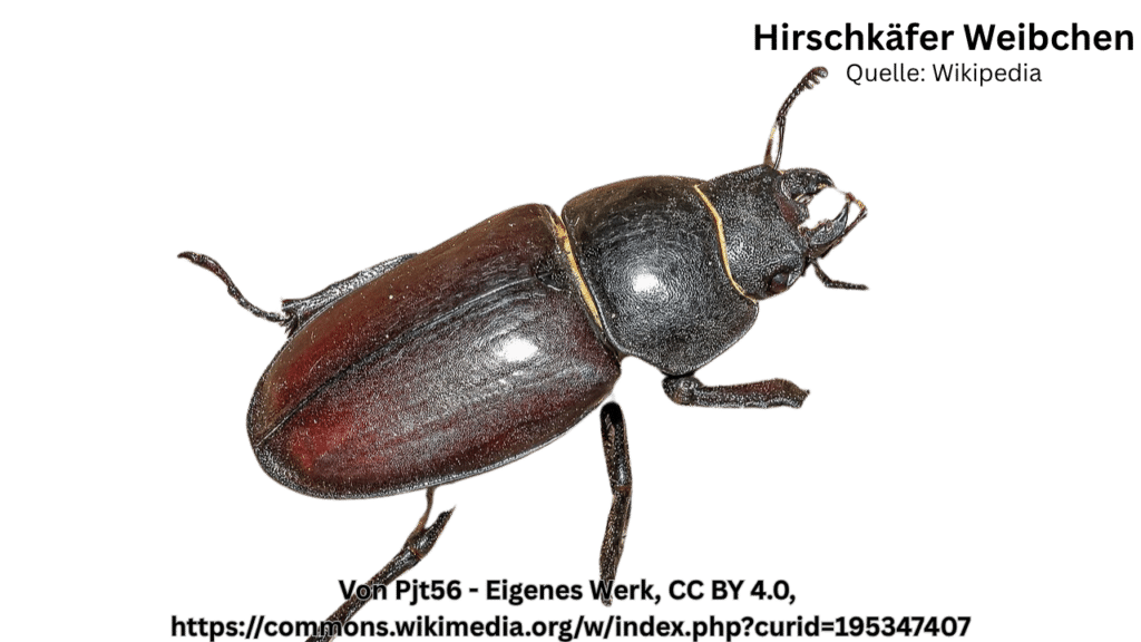 Hirschkäfer Weibchen