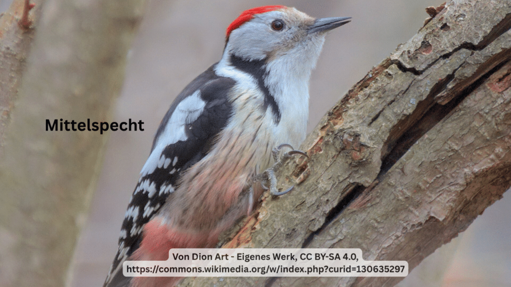 Mittelspecht (1)